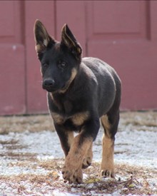 Brownie x Ava Litter